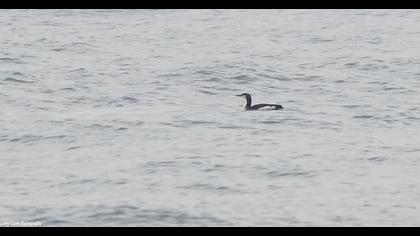 Karagerdanlı dalgıç