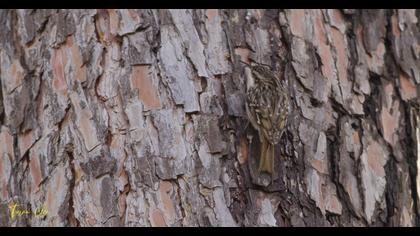 Bahçe tırmaşıkkuşu