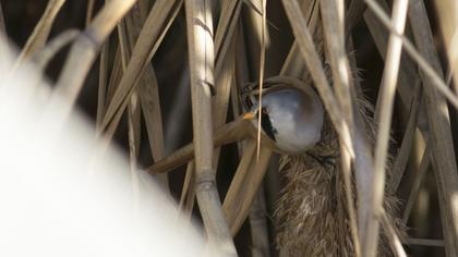 Bıyıklı baştankara