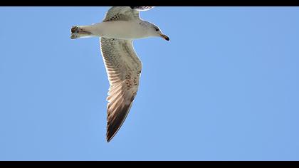 Van gölü martısı