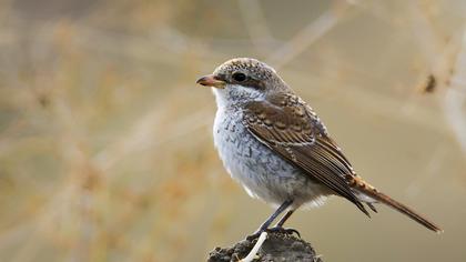 Kızılsırtlı örümcekkuşu
