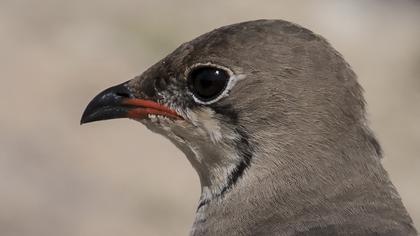 Bataklıkkırlangıcı