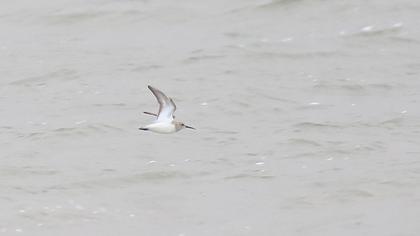 Karakarınlı kumkuşu