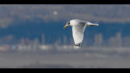 Büyük karabaş martı