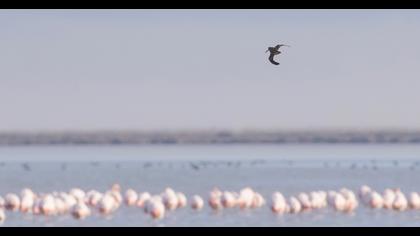 Küçük suçulluğu