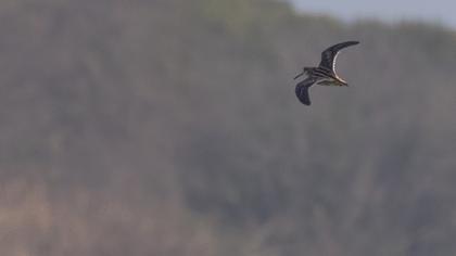 Küçük suçulluğu