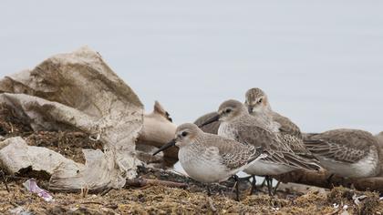 Karakarınlı kumkuşu
