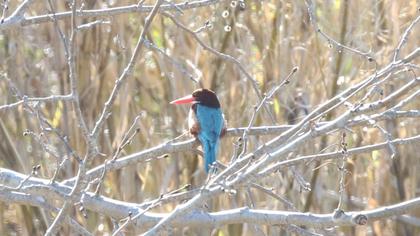 İzmir yalıçapkını