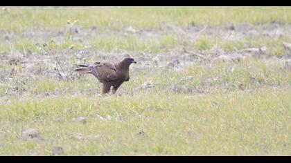 Küçük orman kartalı