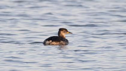 Kızılboyunlu batağan