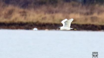 Küçük ak balıkçıl