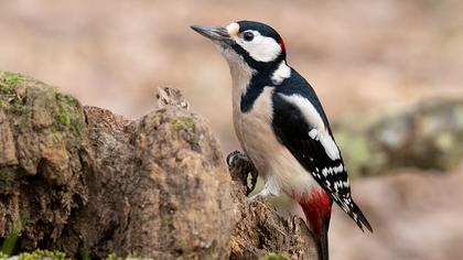 Orman alaca ağaçkakanı