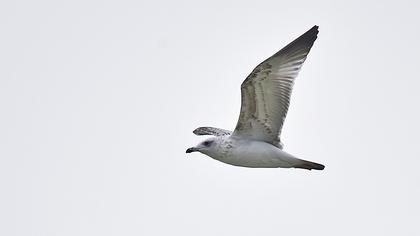 Van gölü martısı