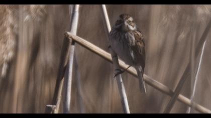 Bataklık Kirazkuşu