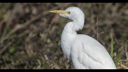 Sığır balıkçılı