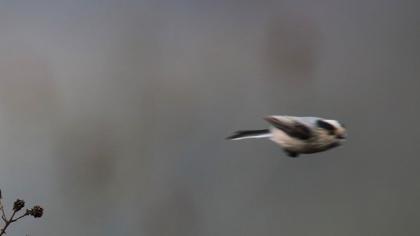 Uzunkuyruklu baştankara