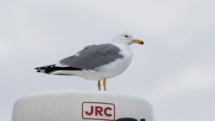 Van gölü martısı
