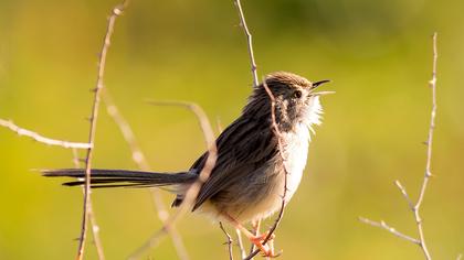 Dikkuyruklu ötleğen