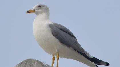 Van gölü martısı