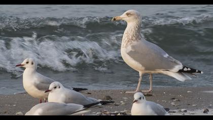 Kuzey gümüş martı