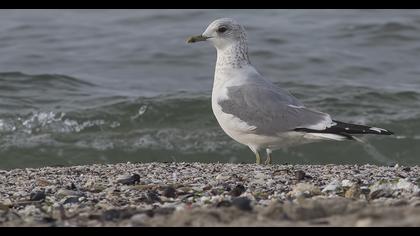 Küçük gümüş martı