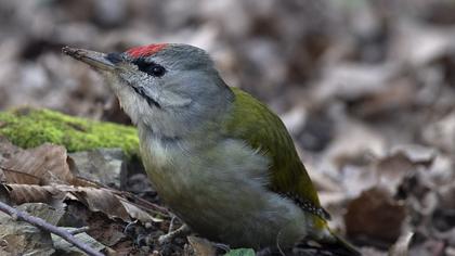 Küçük yeşil ağaçkakan