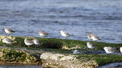Karakarınlı kumkuşu