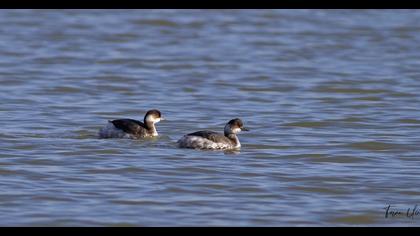 Karaboyunlu batağan