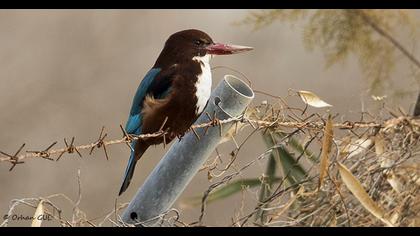 İzmir yalıçapkını