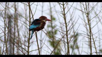 İzmir yalıçapkını