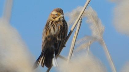 Bataklık Kirazkuşu