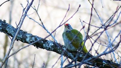 Küçük yeşil ağaçkakan