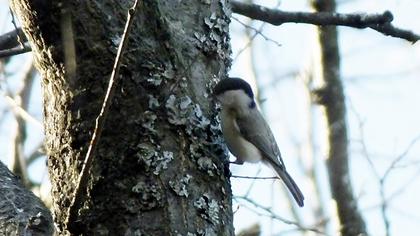 Kayın baştankarası