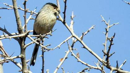 Uzunkuyruklu baştankara
