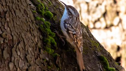 Bahçe tırmaşıkkuşu