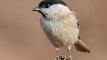 Kayın baştankarası