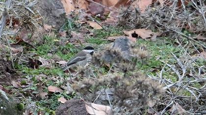Akyanaklı baştankara