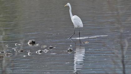 Büyük ak balıkçıl