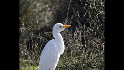 Sığır balıkçılı