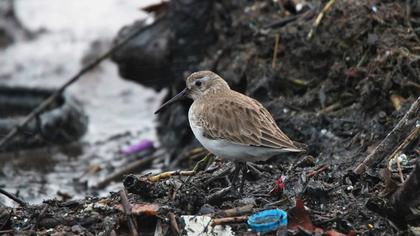 Karakarınlı kumkuşu