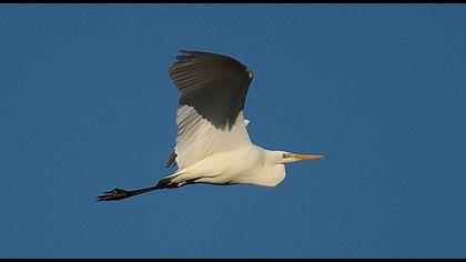 Büyük ak balıkçıl