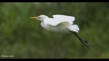 Sığır balıkçılı