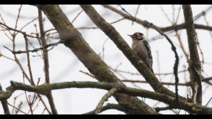 Küçük ağaçkakan