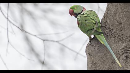 İskender papağanı