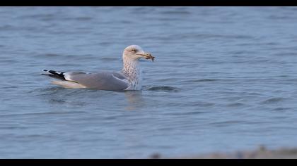 Kuzey gümüş martı