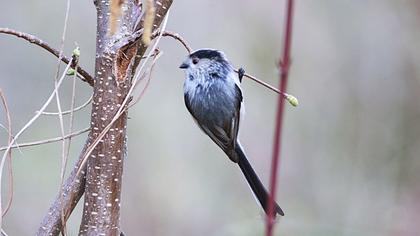 Uzunkuyruklu baştankara