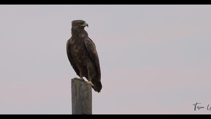 Küçük orman kartalı
