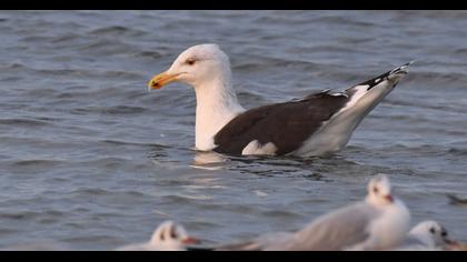 Büyük karasırtlı martı