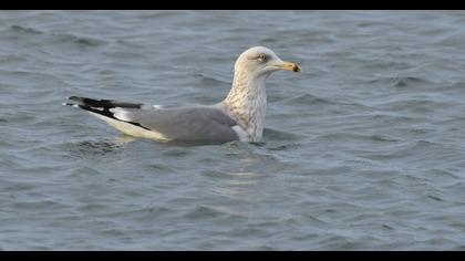 Kuzey gümüş martı