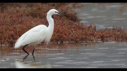 Küçük ak balıkçıl